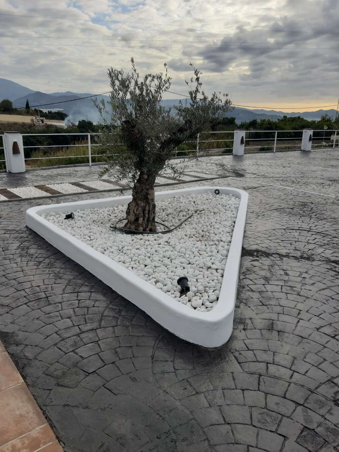 Estupenda finca de aguacates con casa-cortijo en Salobreña