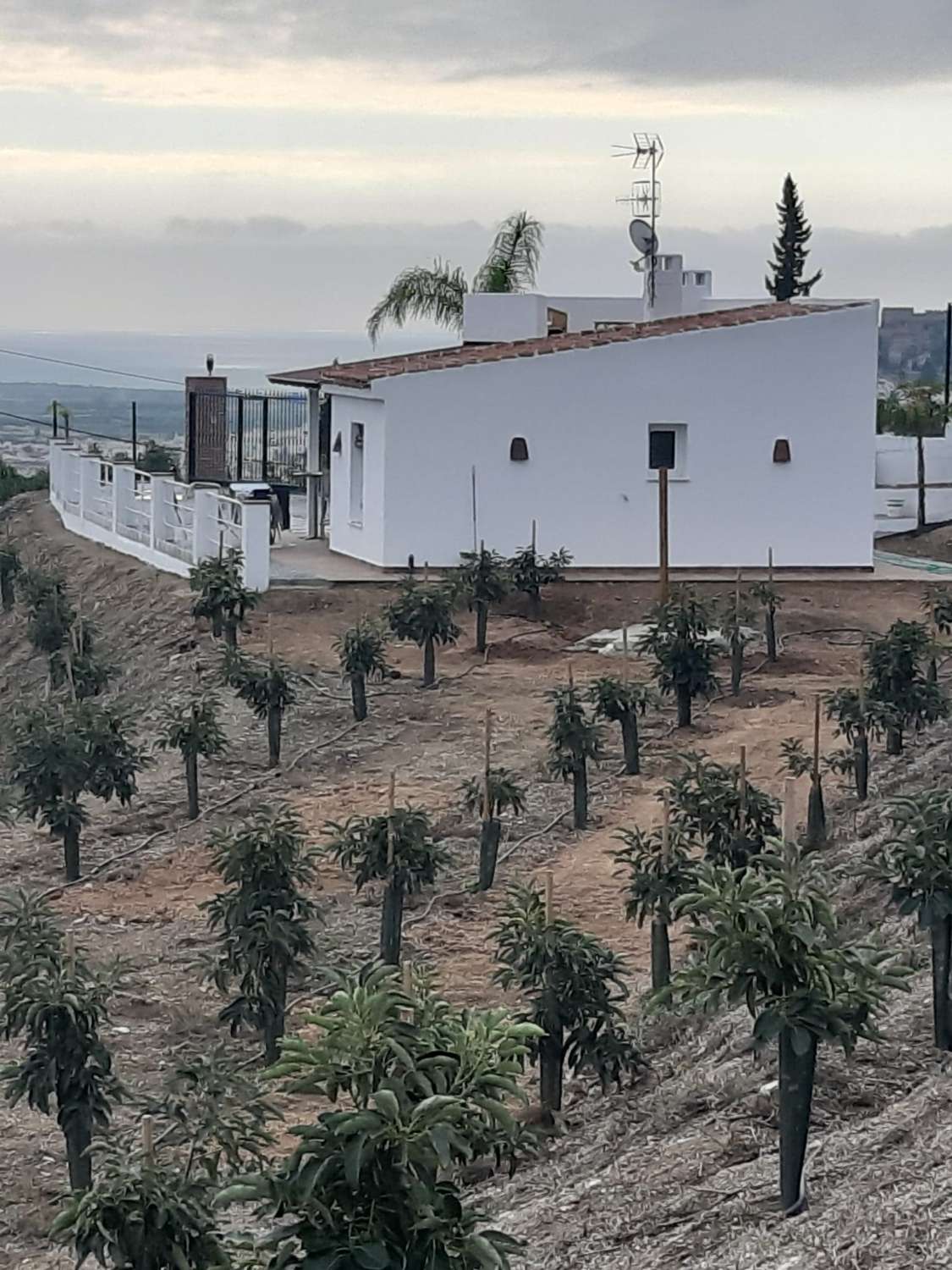 Estupenda finca de aguacates con casa-cortijo en Salobreña